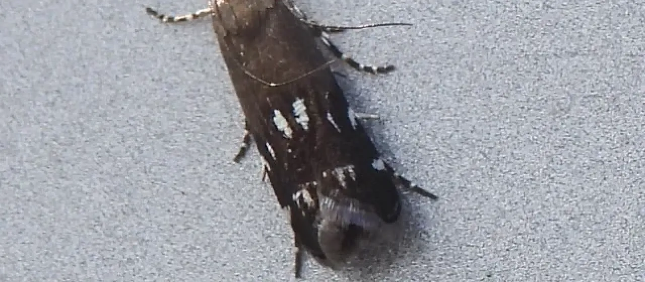 Anacampsis