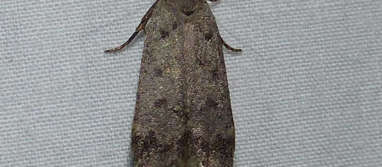 Anacampsis innocuella