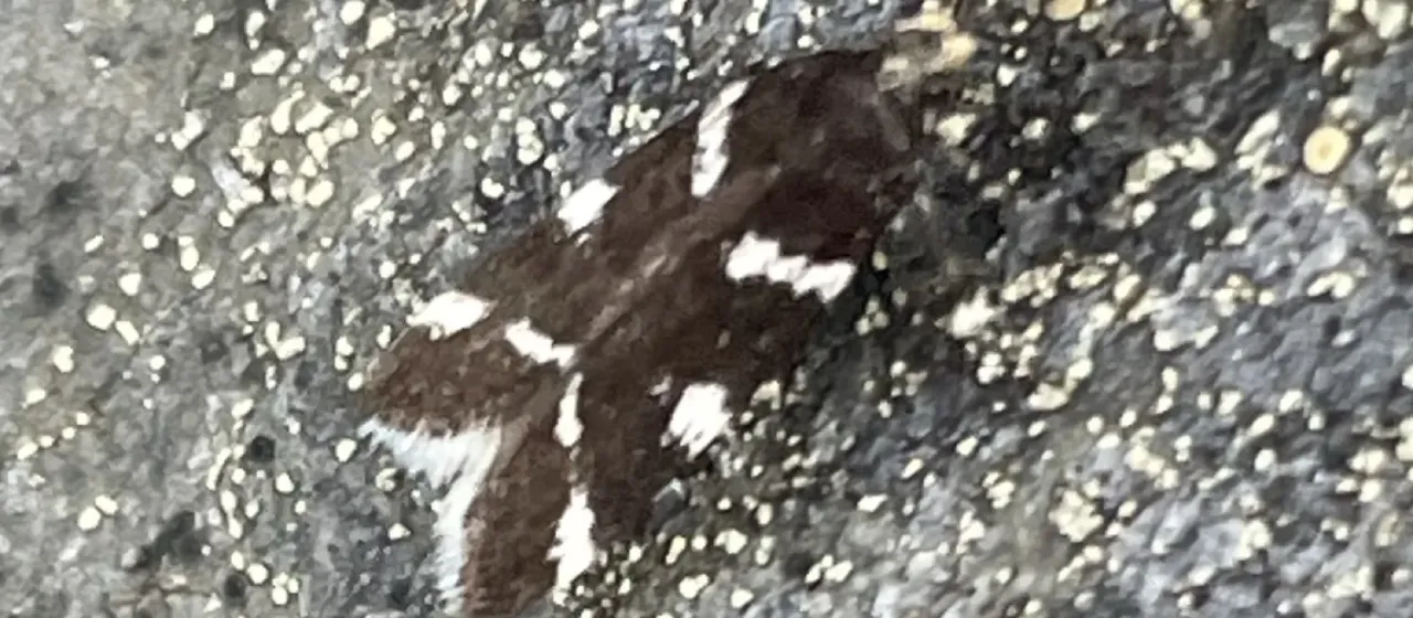 Chionodes viduella