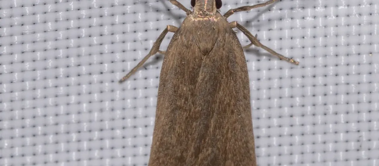 Acompsia