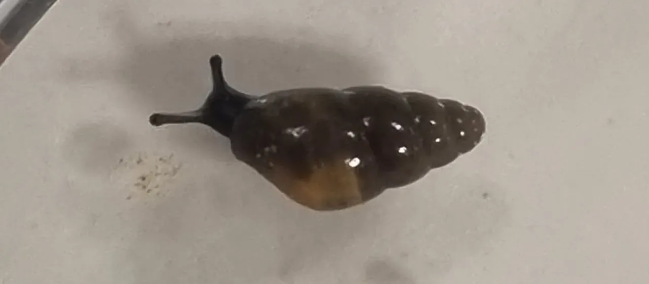 Cochlicopa lubrica