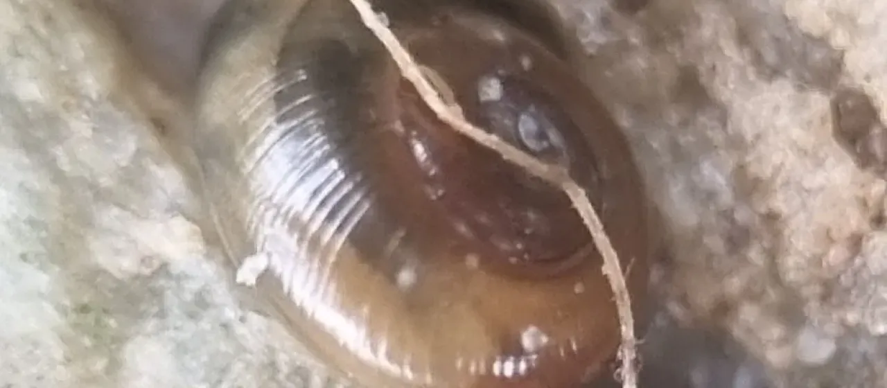 Perpolita