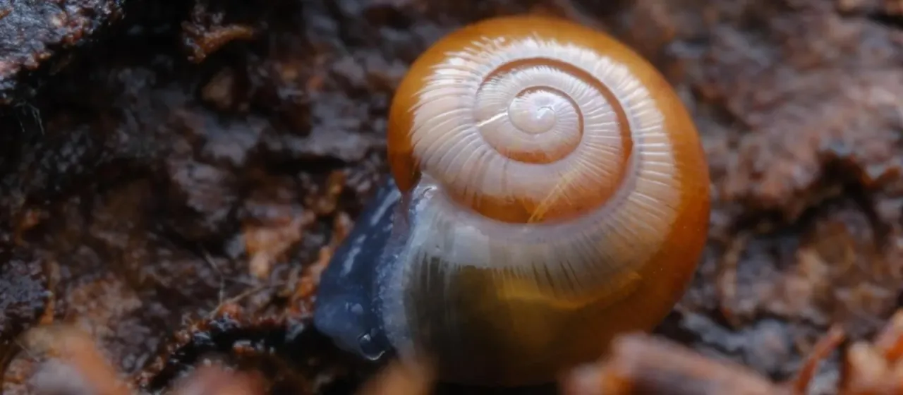 Perpolita hammonis