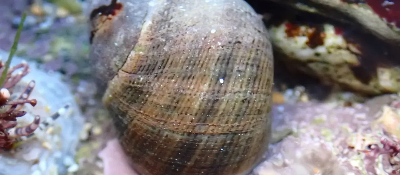Common periwinkle