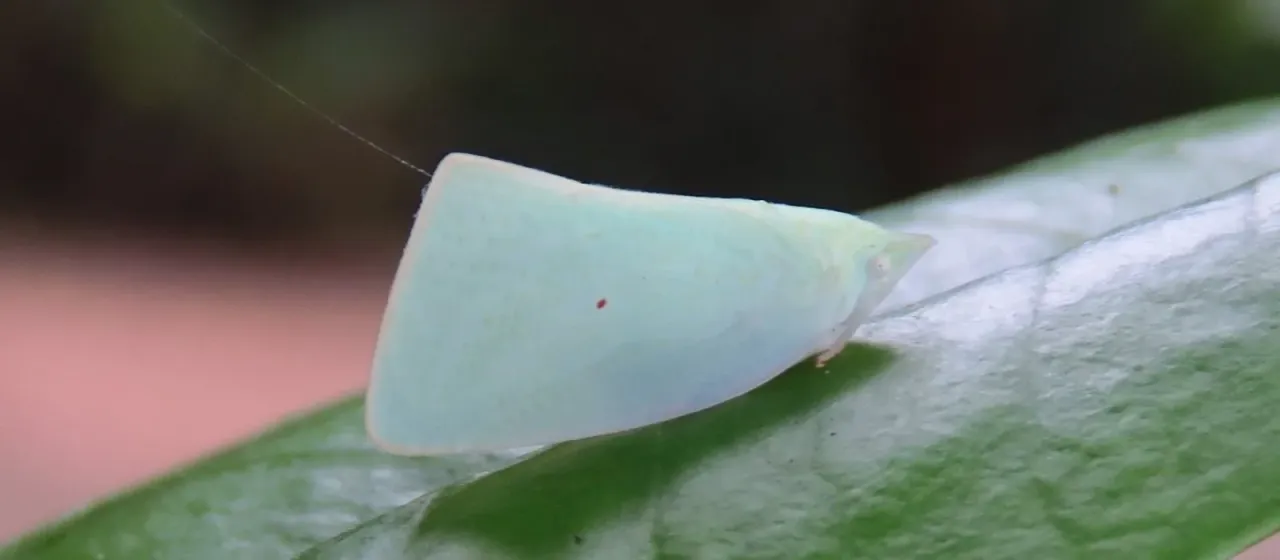 Planthopper Colgaroides acuminata