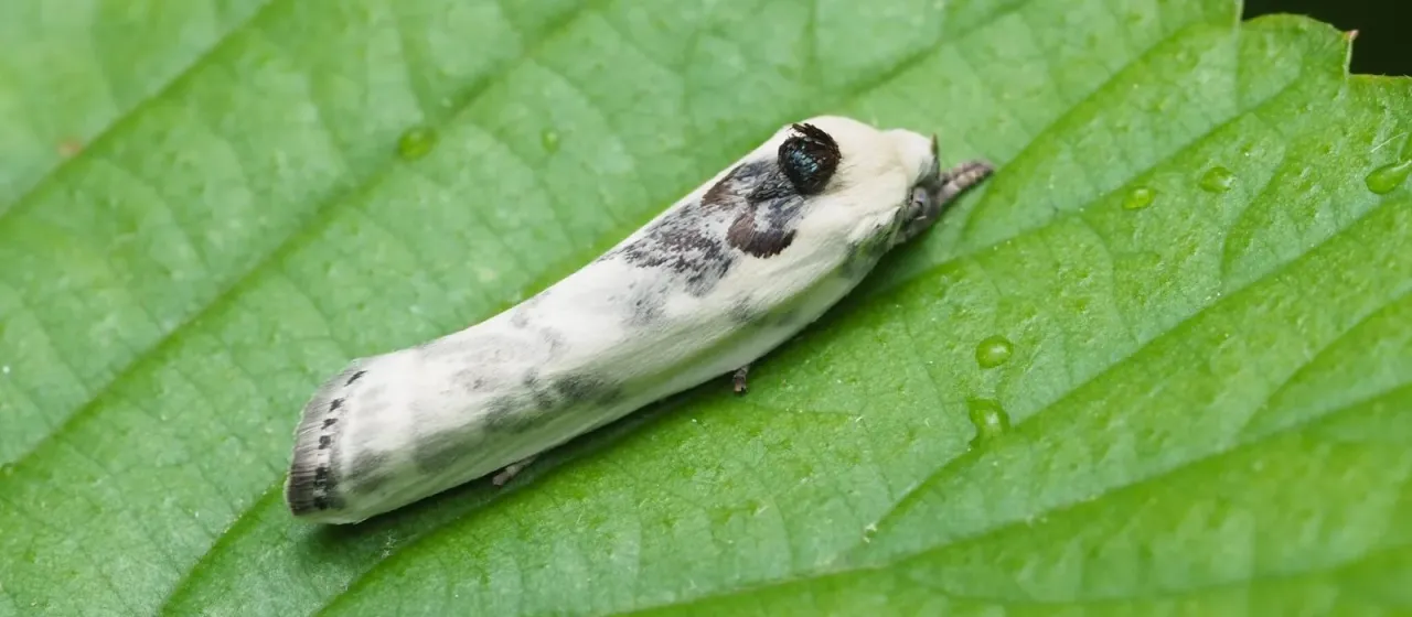 Antaeotricha schlaegeri