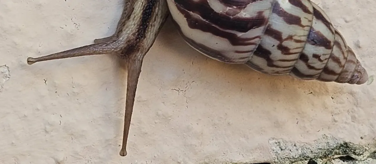 Limicolaria