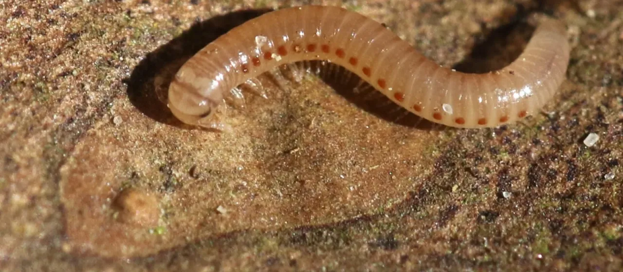 Sandy millipede