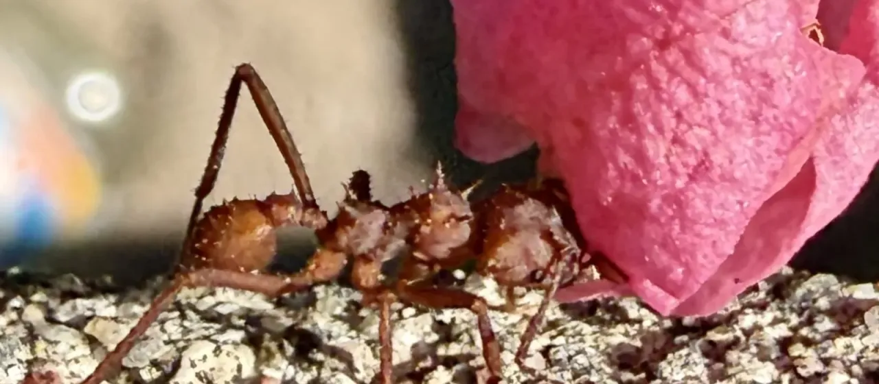 Leaf-cutting ant