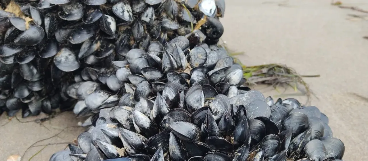 Mediterranean mussel