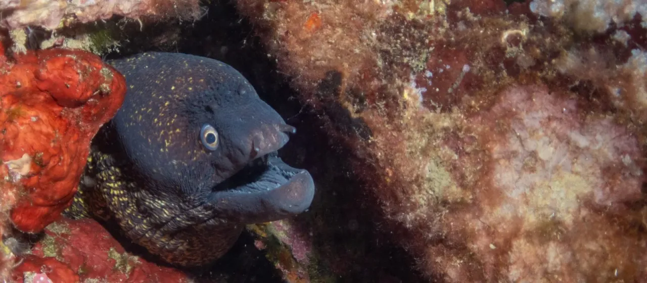 Mediterranean moray