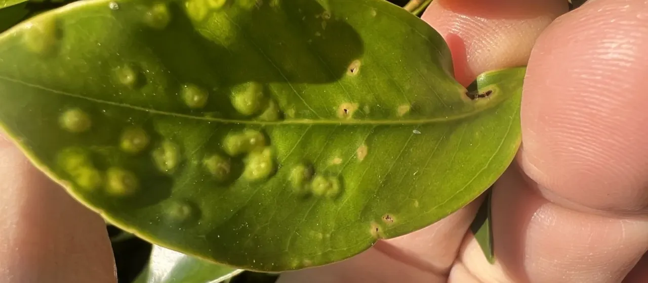 Ficus gall wasp