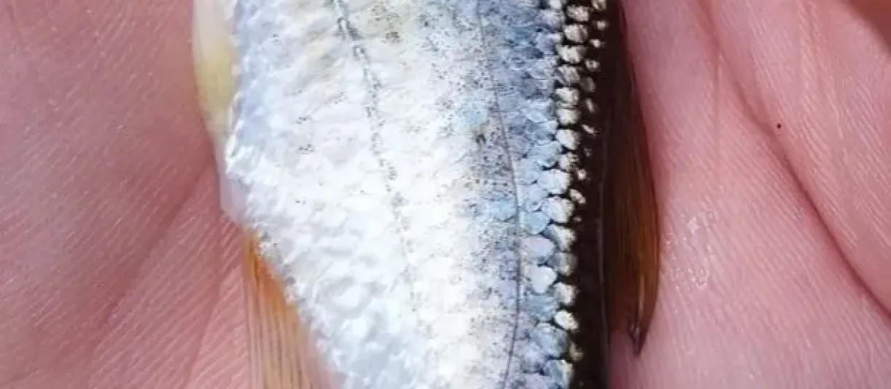 Быстрянка