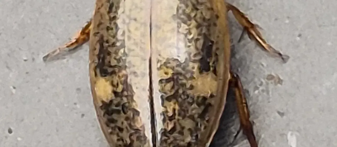 Nebulous diving beetle