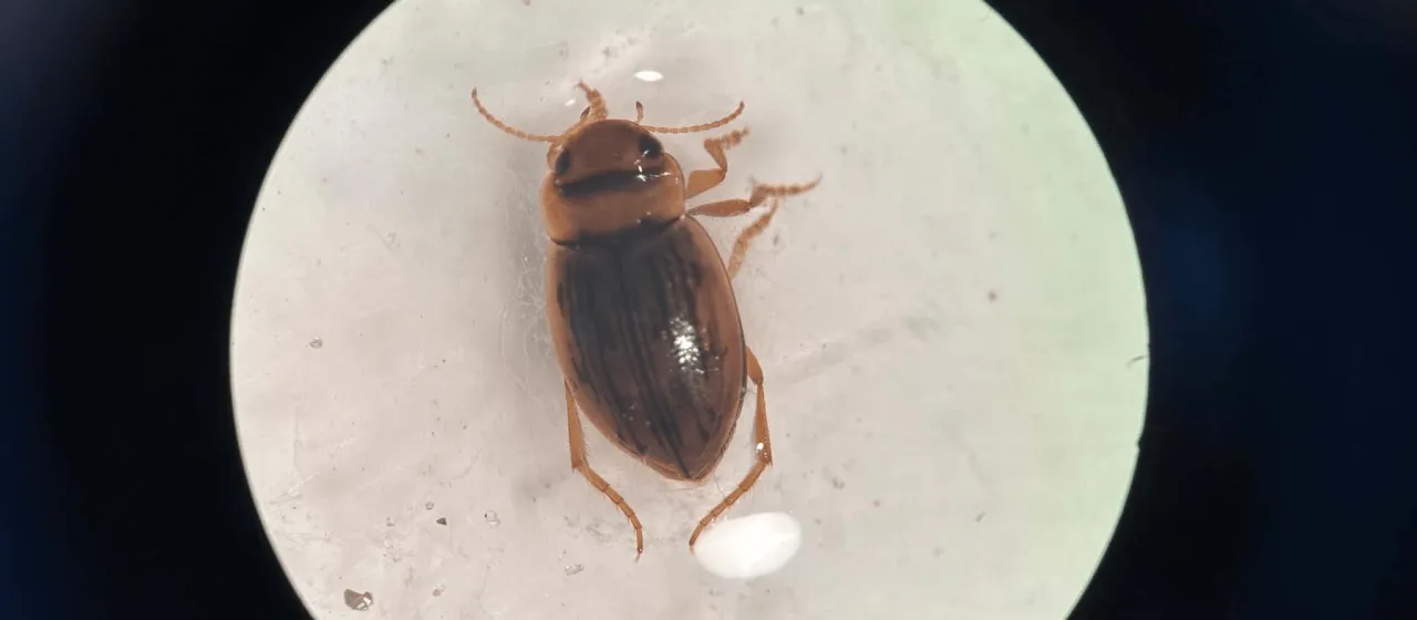 Diving beetle