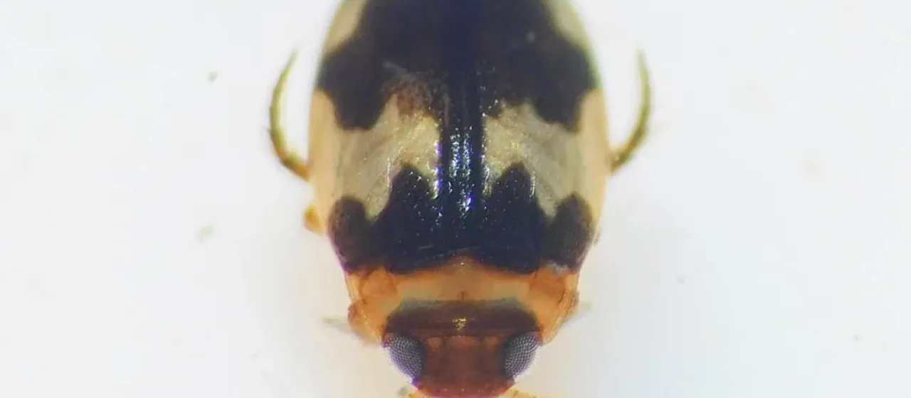 Bidessus