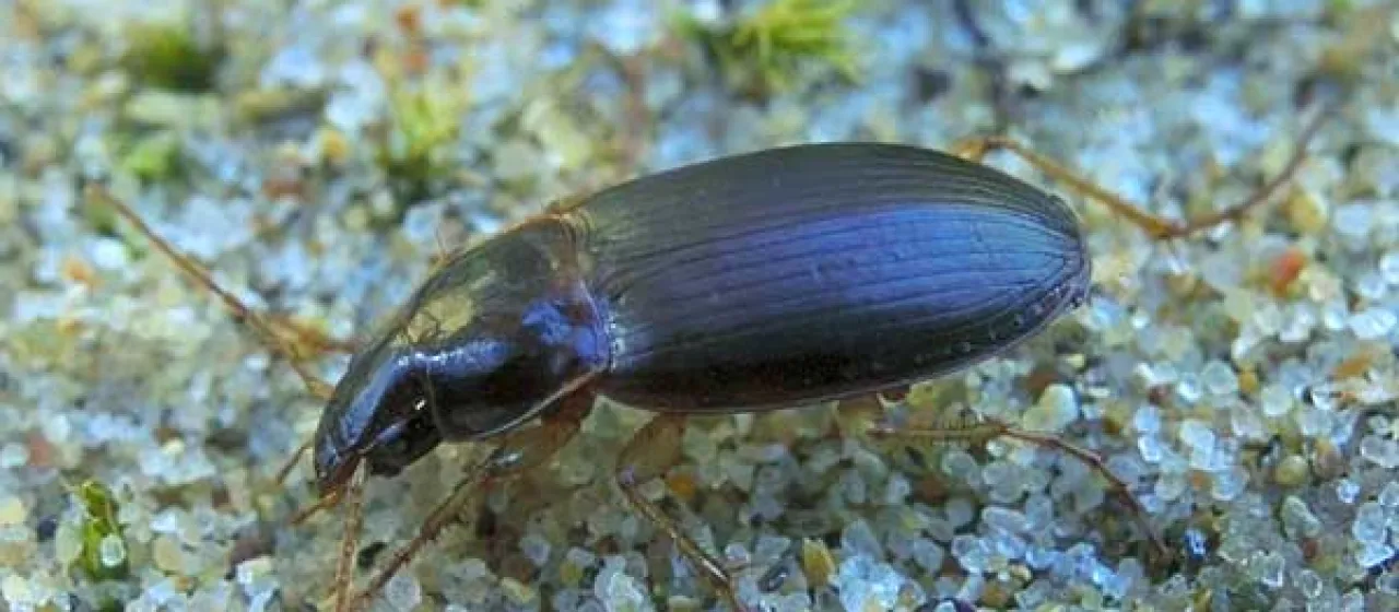 Calathus mollis
