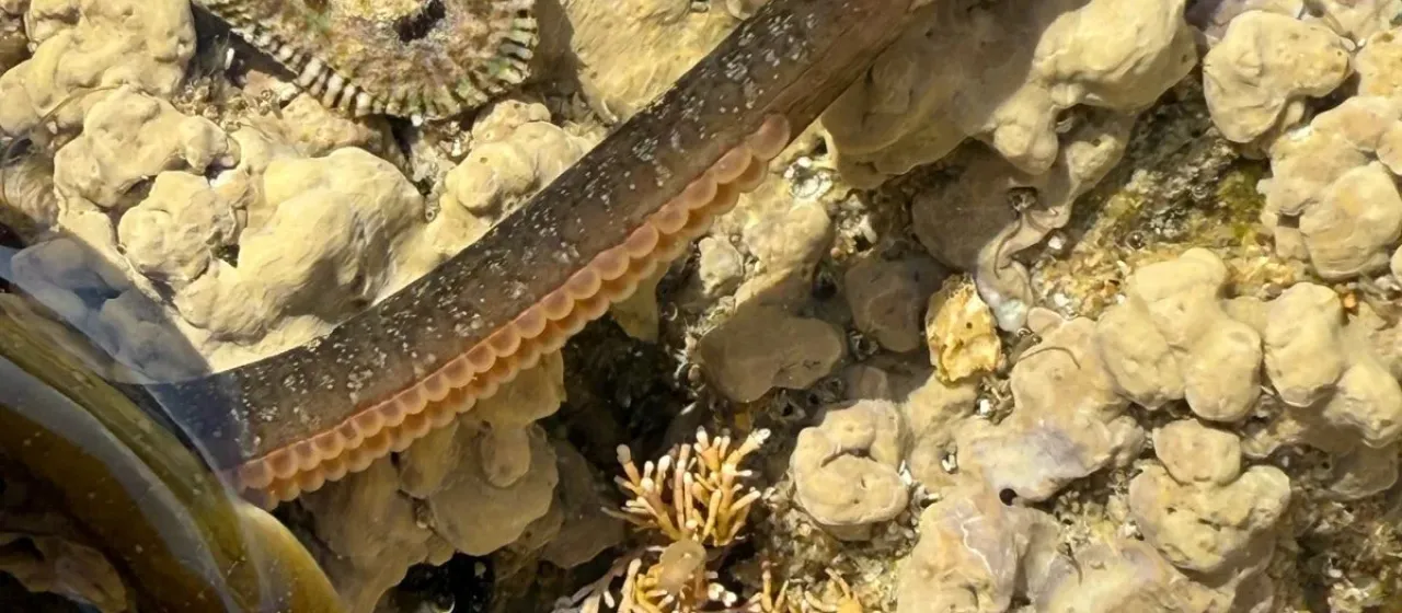 Worm pipefish