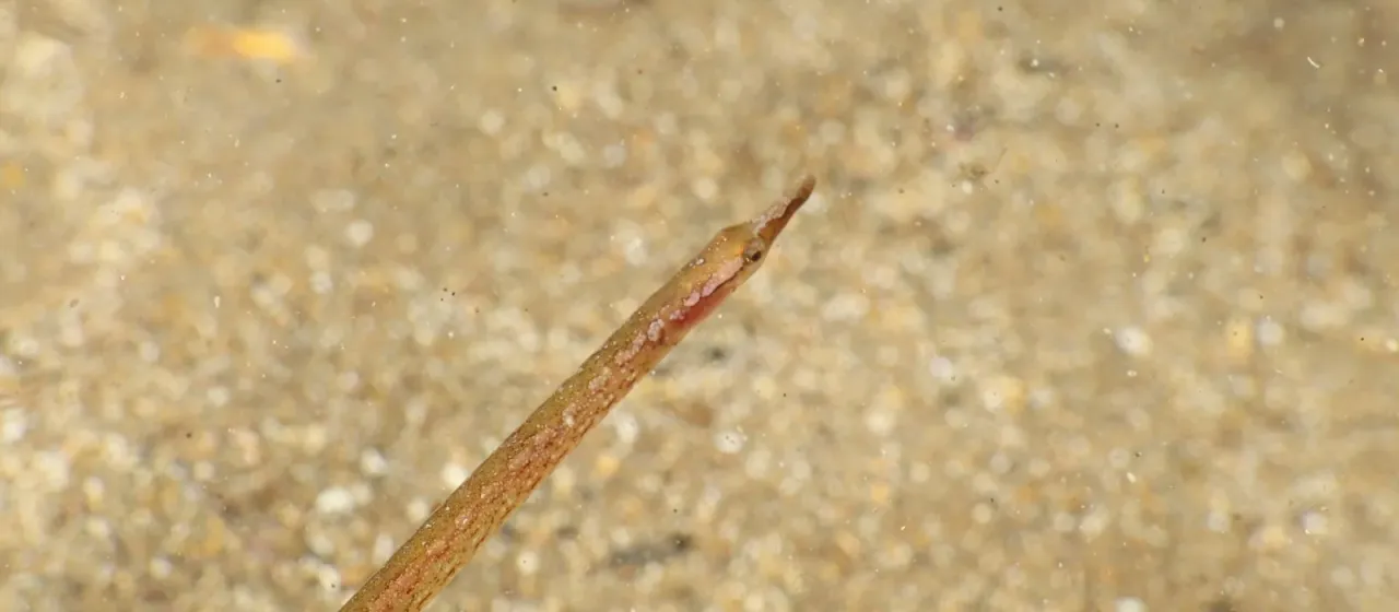Spotted pipefish