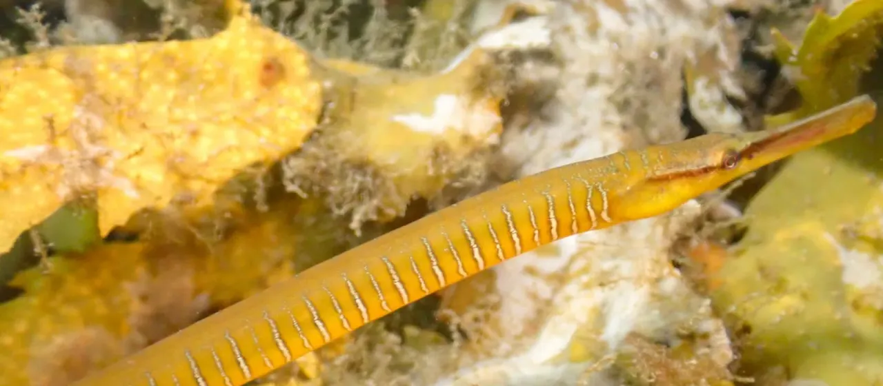 Snake pipefish