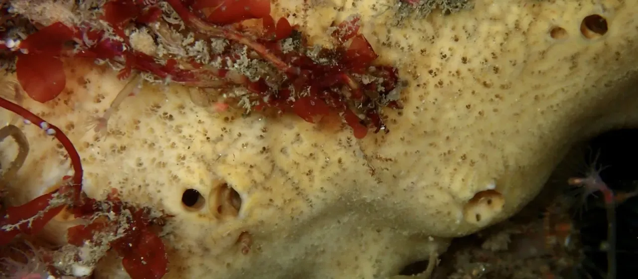 Myxilla incrustans