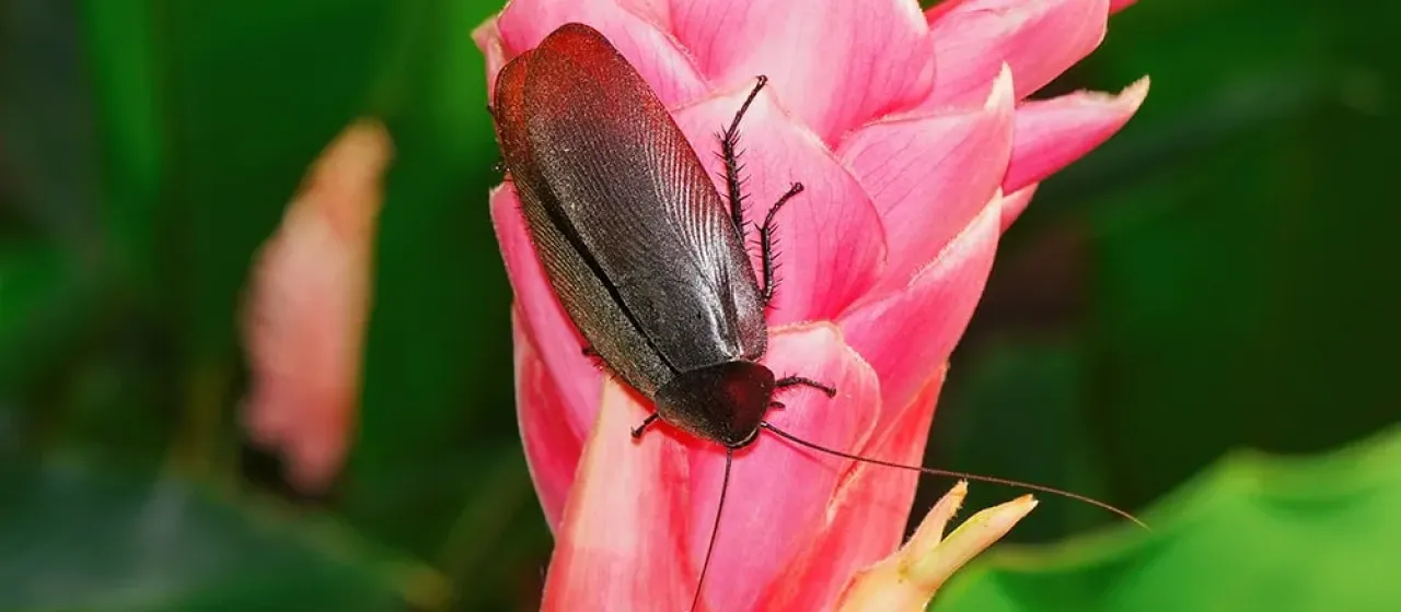 Giant cockroach