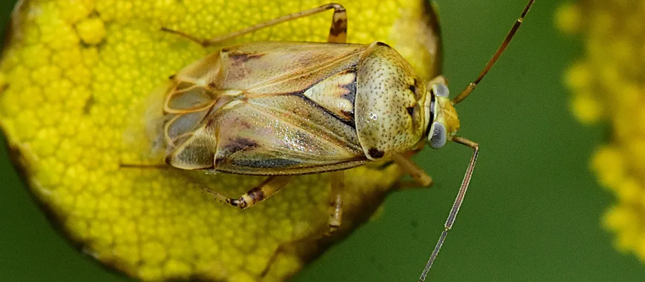 Клоп-слепняк Lygus gemellatus