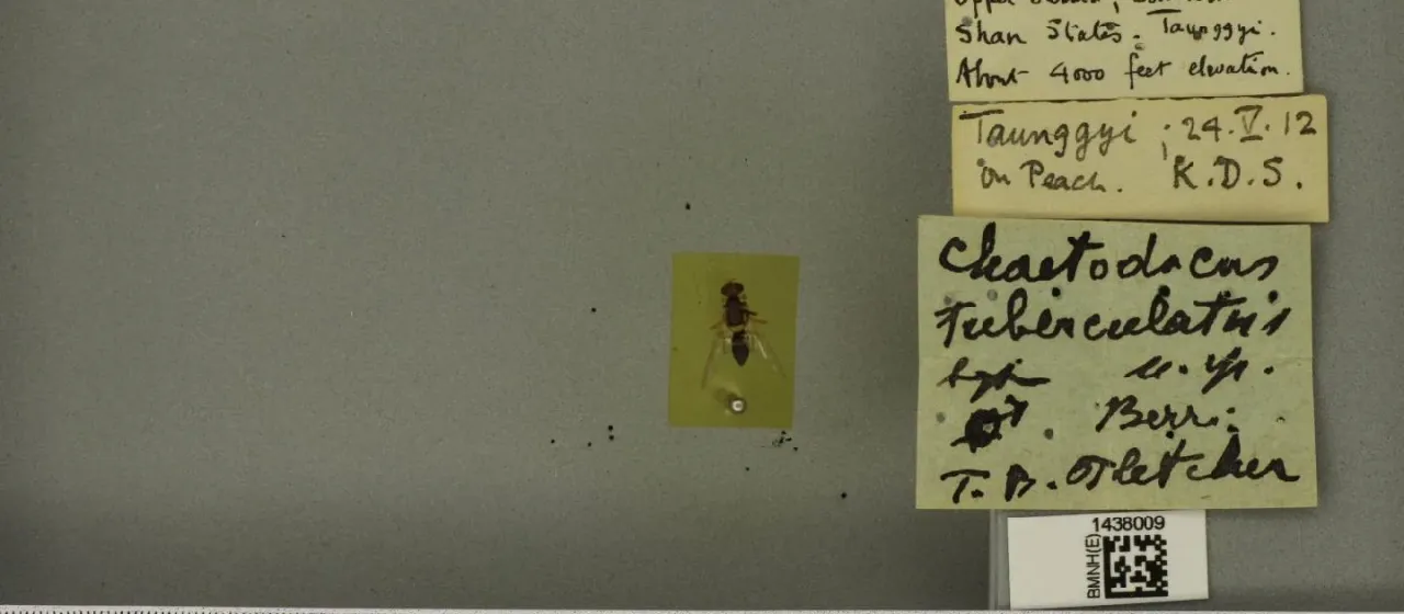 Плодовая муха Bactrocera tuberculata