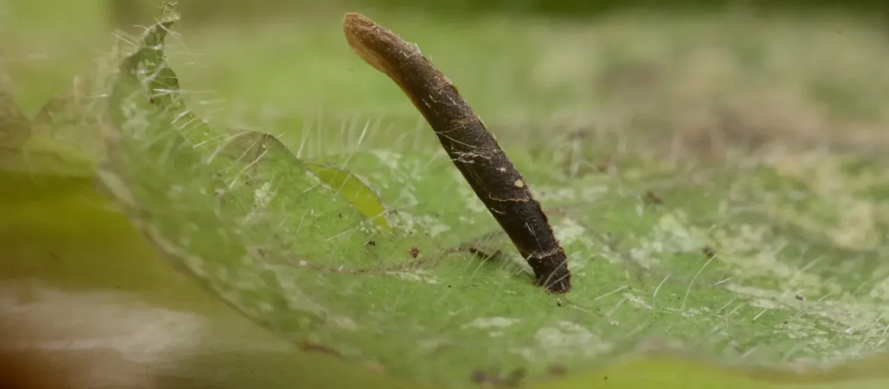 Coleophora albitarsella