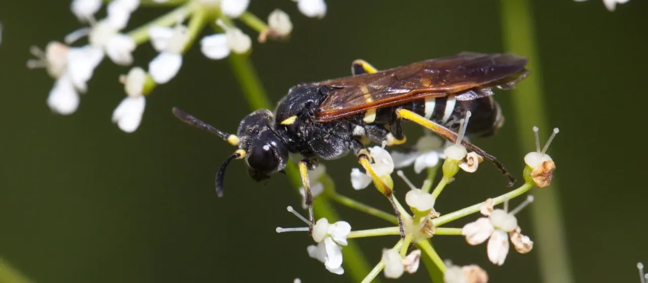 Пилильщик Tenthredo marginella