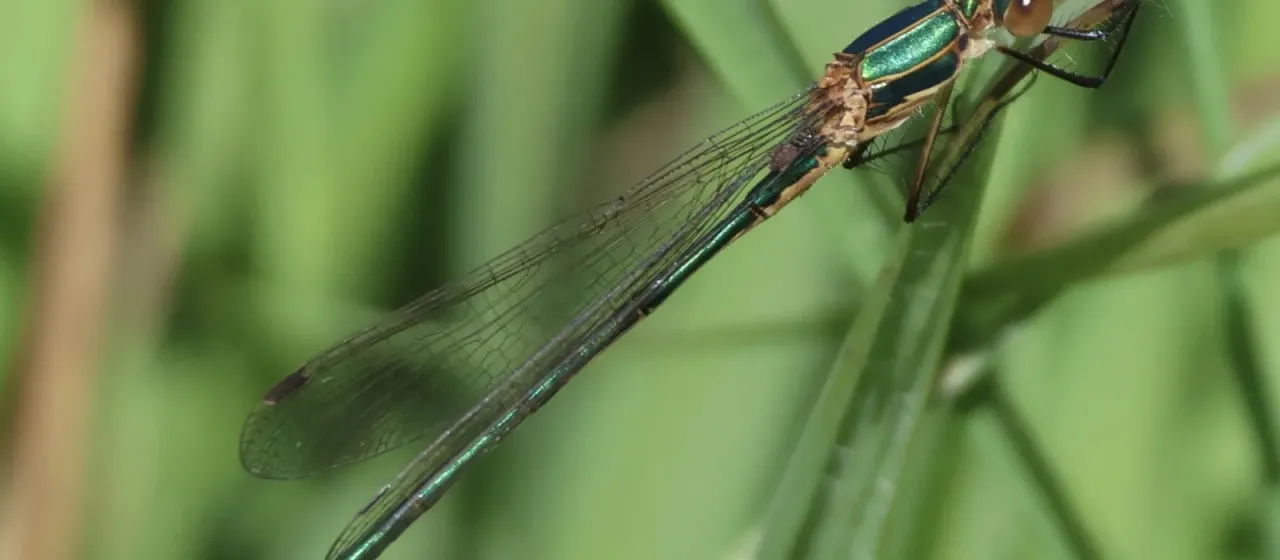 Emerald damselfly