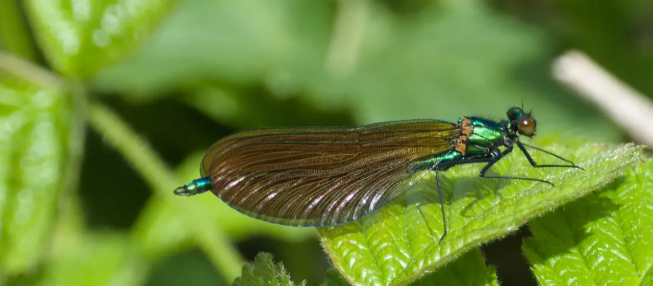 Beautiful demoiselle