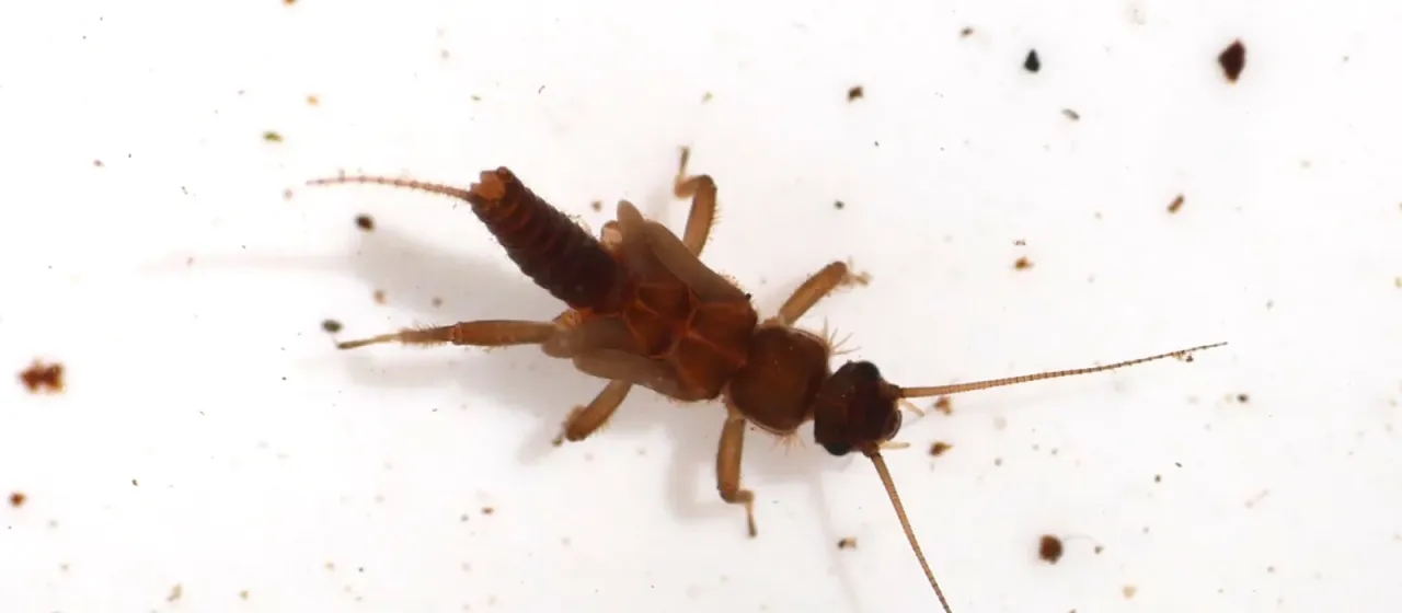 Amphinemura