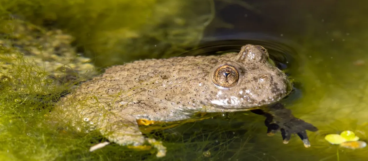 Yellow-bellied toad