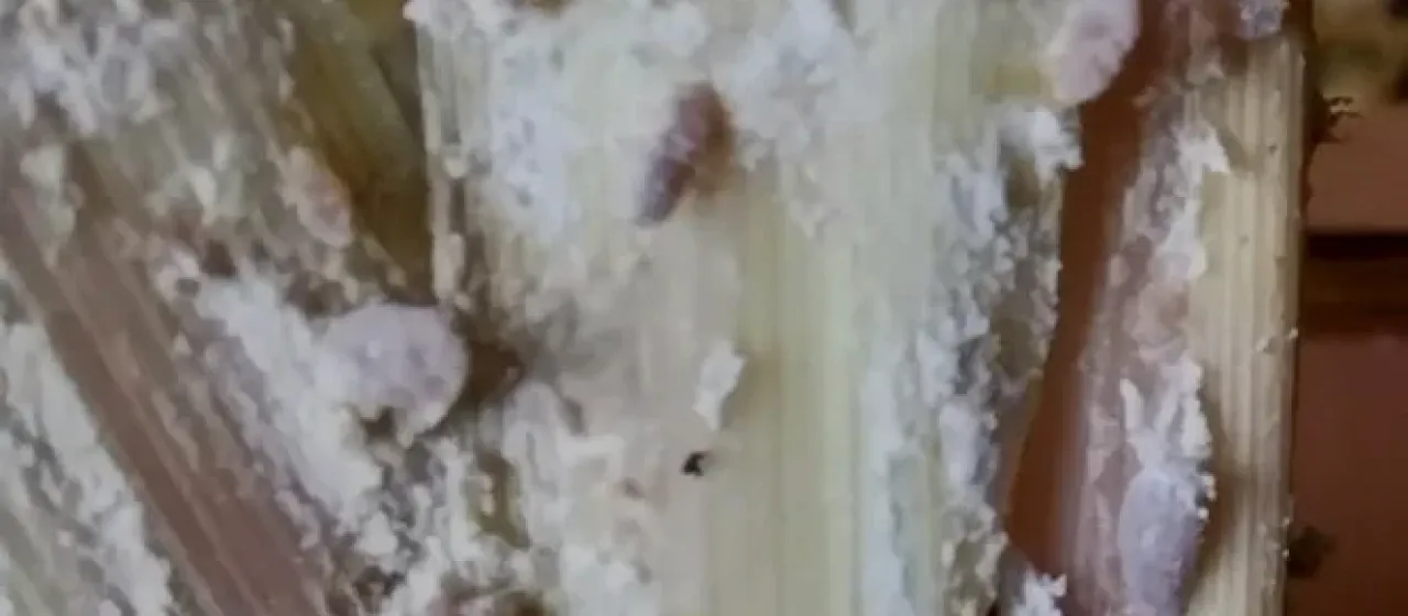 Баланокок