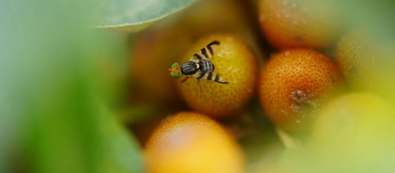 Облепиховая муха