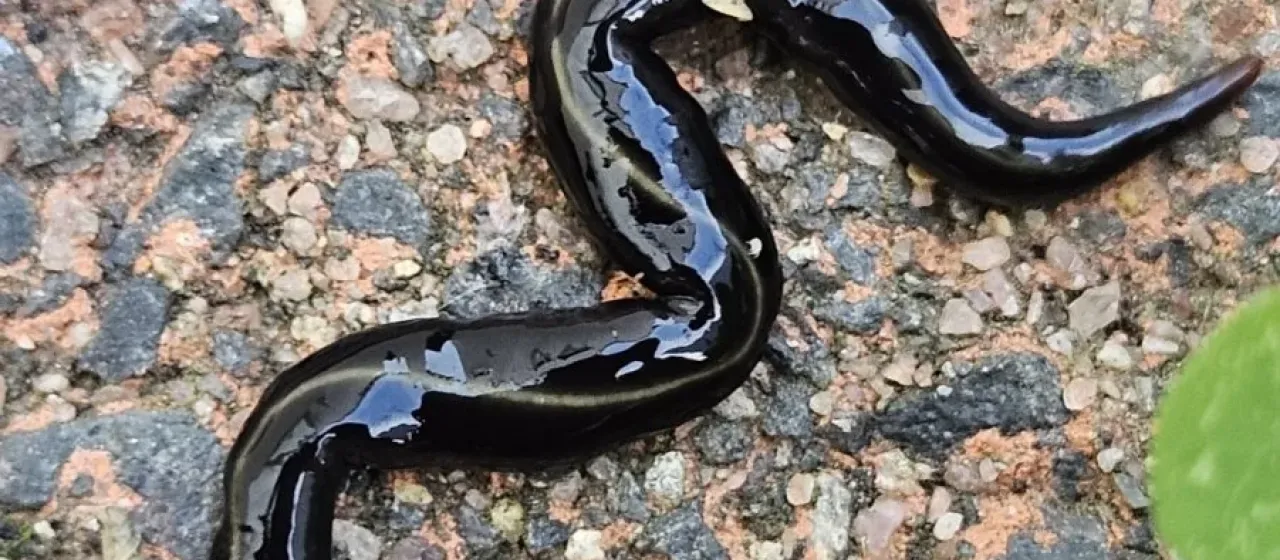 Blue garden flatworm