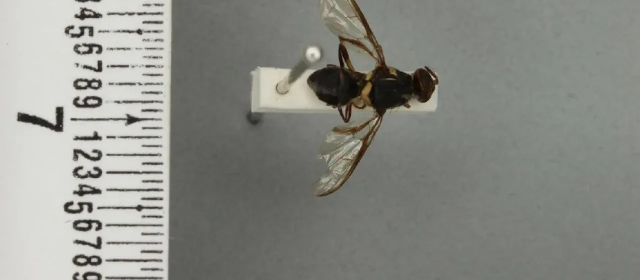 Плодовая муха Bactrocera lineata
