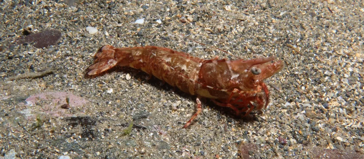 Sicyonia carinata