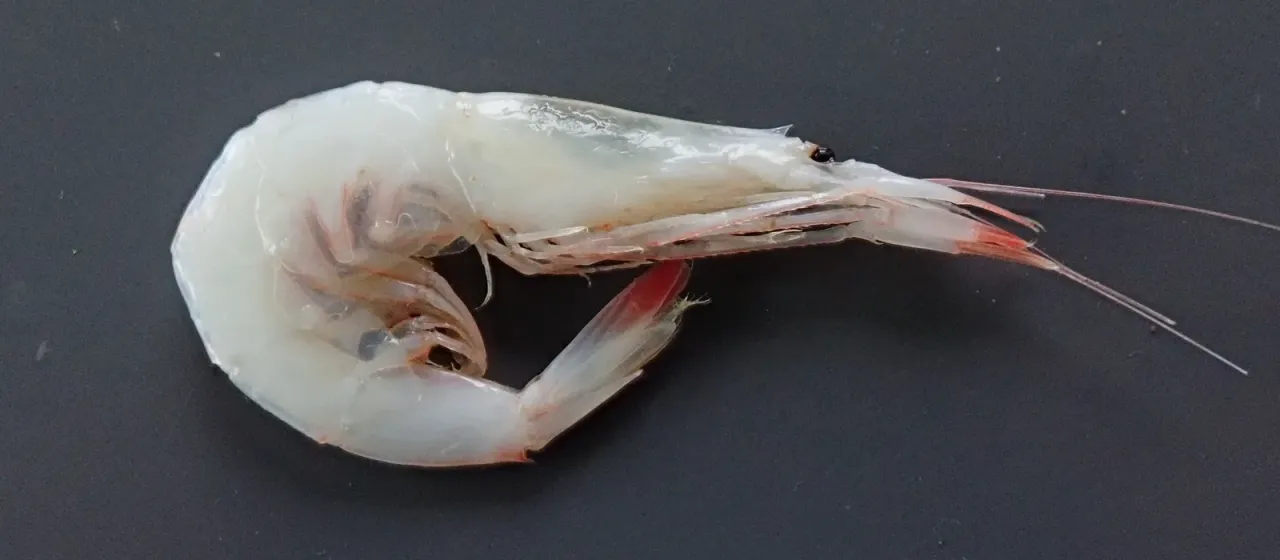 Sivado shrimp
