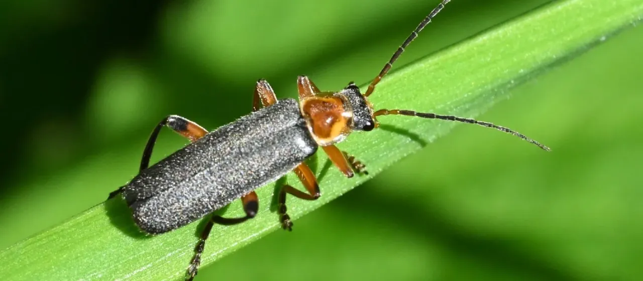 Black soldier beetle