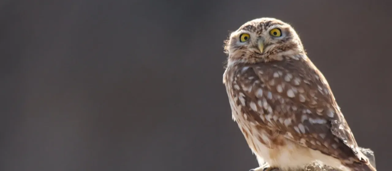 Little owl