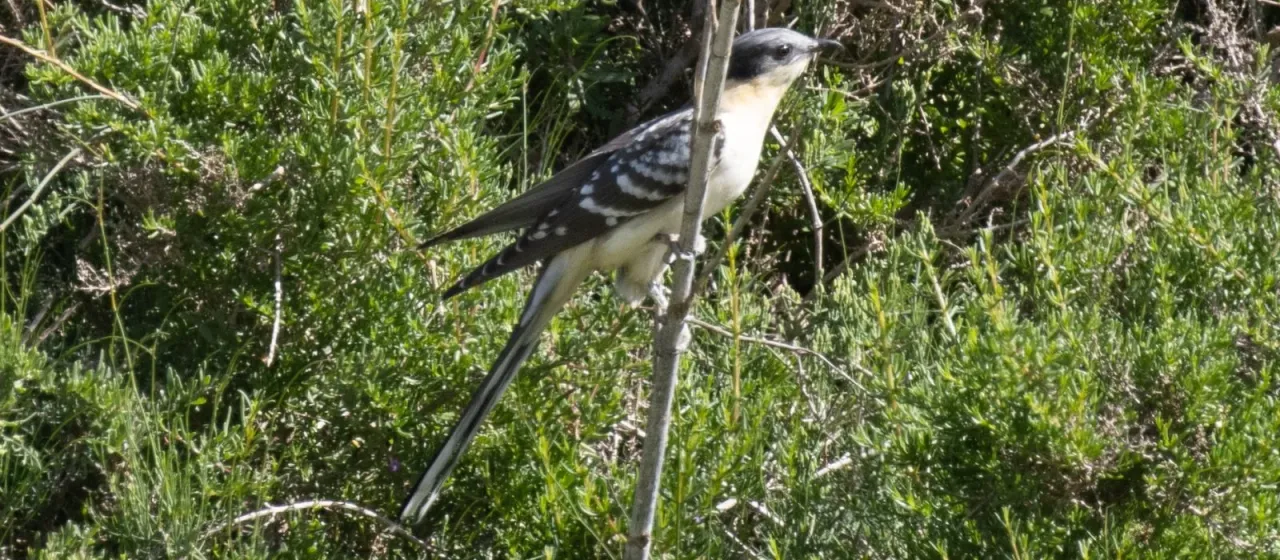 Great spotted cuckoo