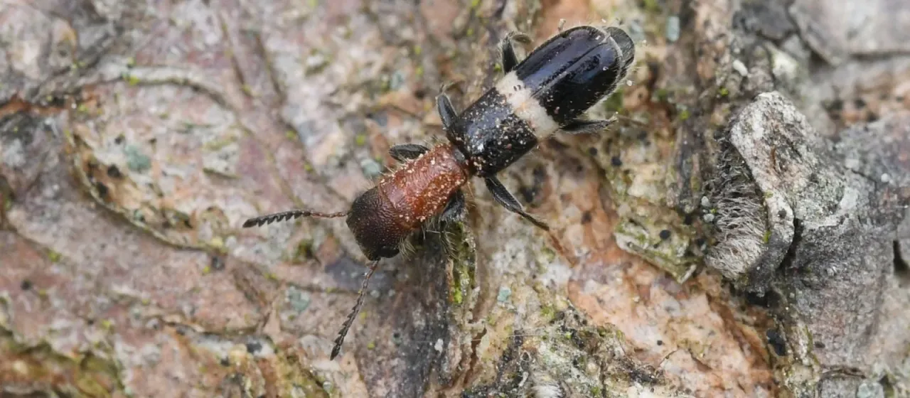White-banded clerid
