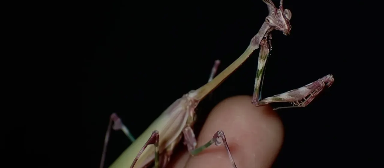 Empusa pennicornis