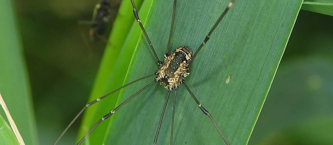 Harvestman