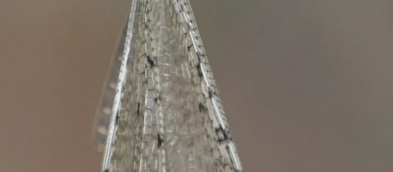 Antlion