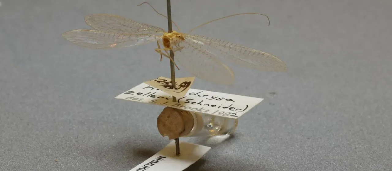 Zeller's lacewing