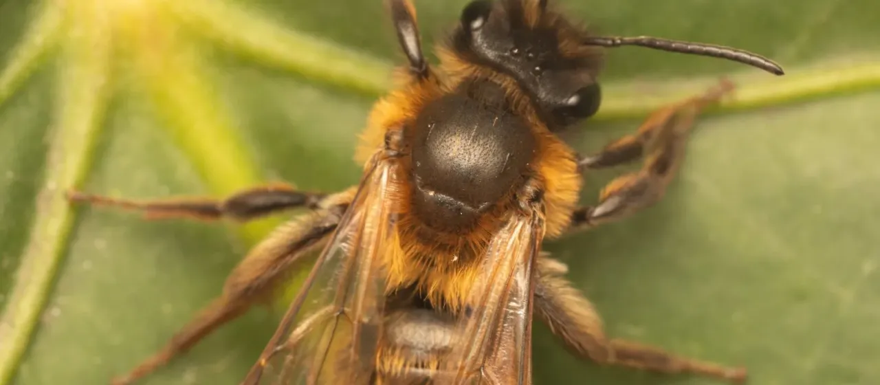 Andrena carantonica