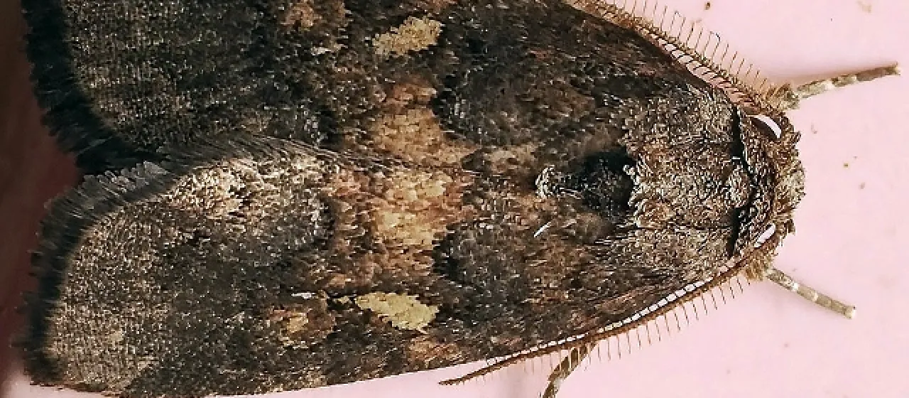 Water hyacinth moth